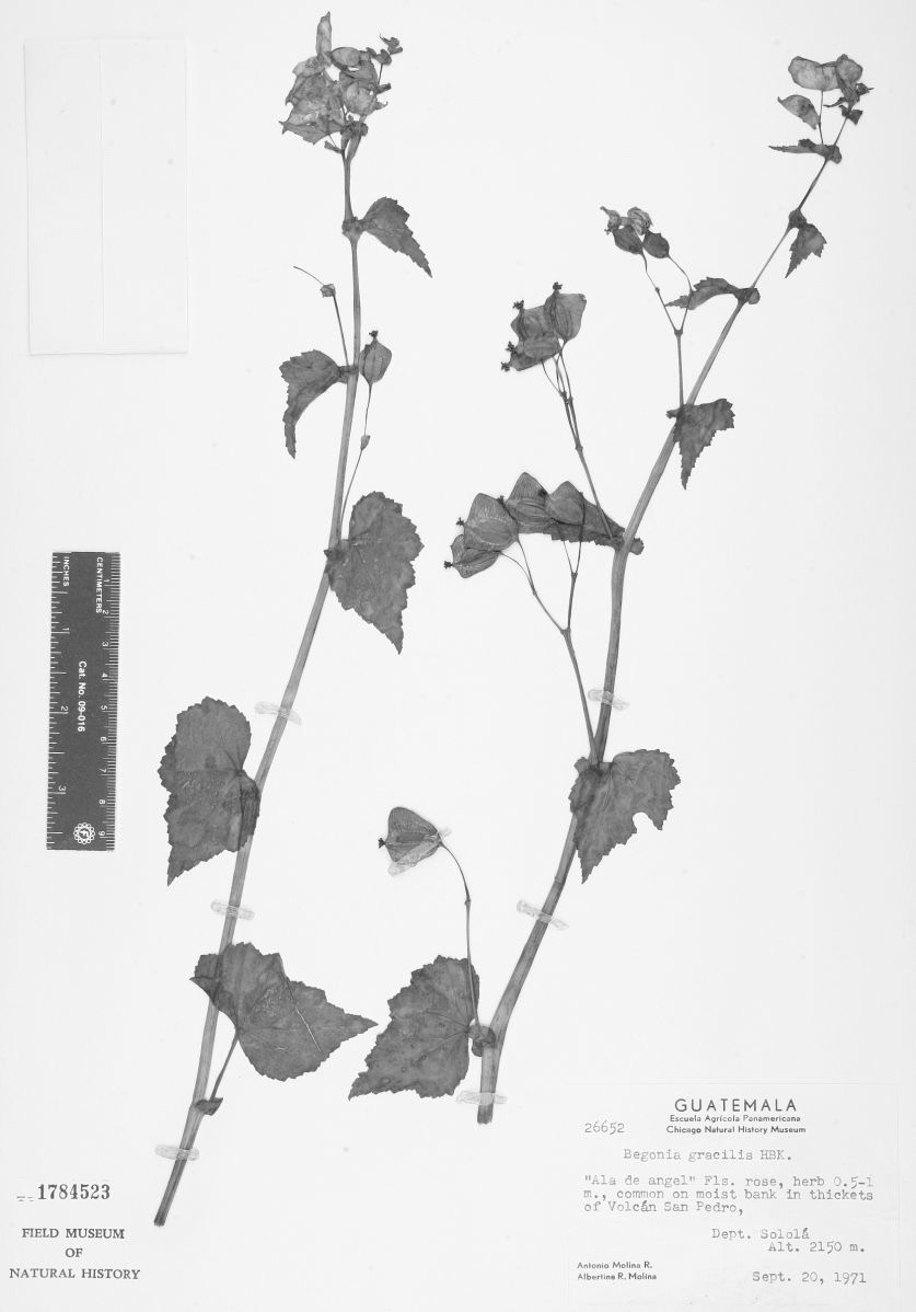 B. gracilioides